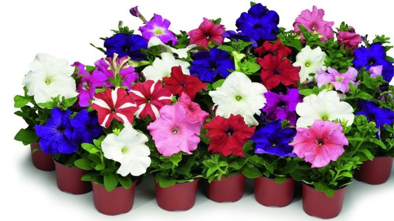 The best ways to extend the flowering of petunias in pots: advice from experienced flower growers