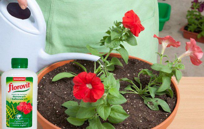 The best ways to extend the flowering of petunias in pots: advice from experienced flower growers