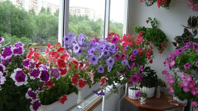 2 easy ways to keep petunias until spring at home