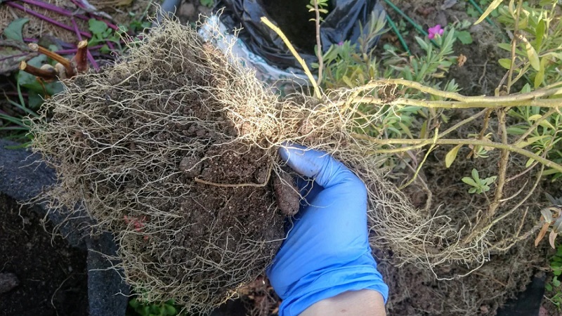 2 easy ways to keep petunias until spring at home