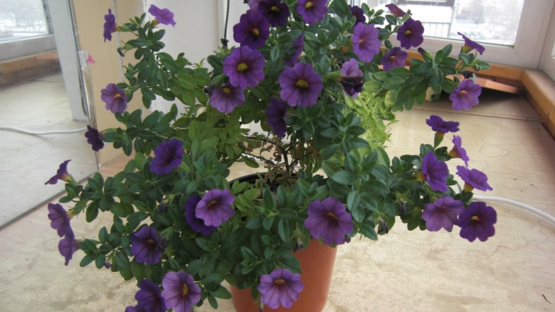 2 easy ways to keep petunias until spring at home