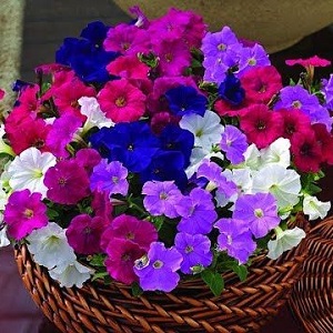 2 easy ways to keep petunias until spring at home
