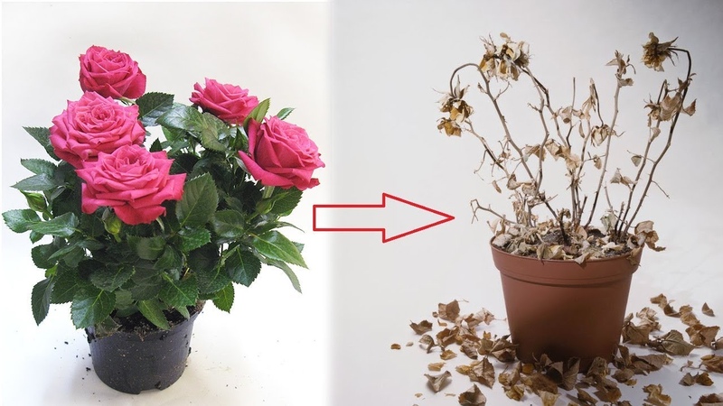 How to care for a home rose in a pot - a guide for beginner florists