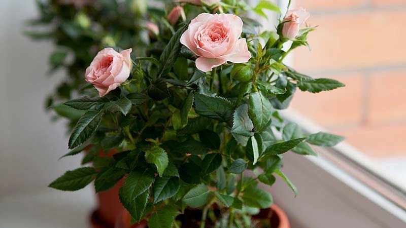 How to care for a home rose in a pot - a guide for beginner florists