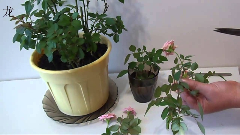 How to care for a home rose in a pot - a guide for beginner florists