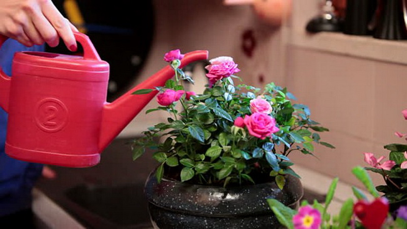 How to care for a home rose in a pot - a guide for beginner florists
