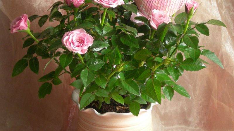 How to care for a home rose in a pot - a guide for beginner florists