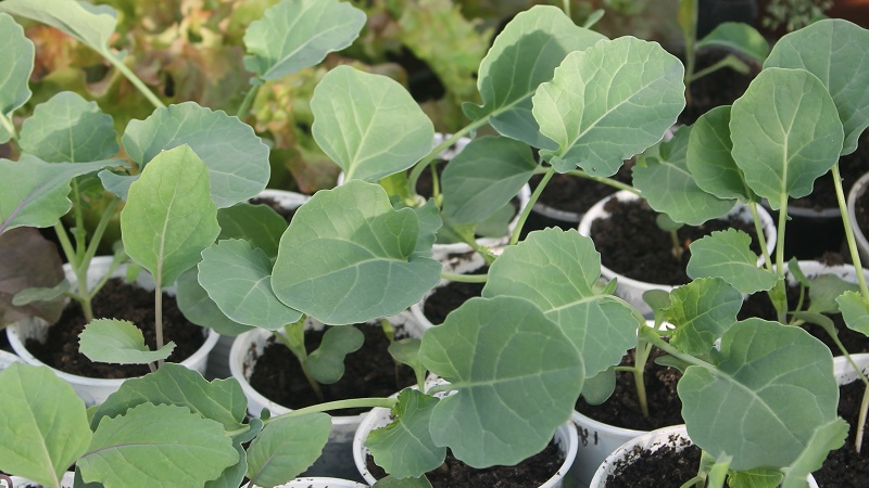 How to grow broccoli outdoors