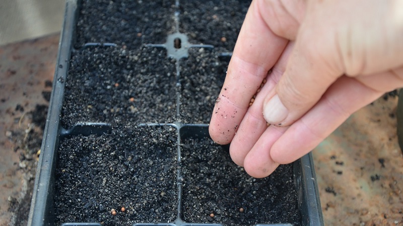 How to grow broccoli outdoors