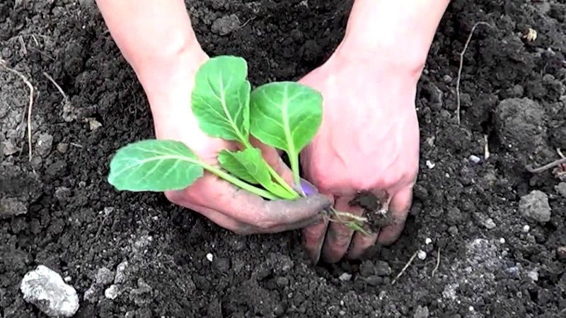 How to grow broccoli outdoors