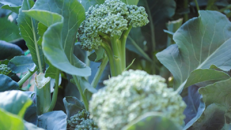 How to grow broccoli outdoors