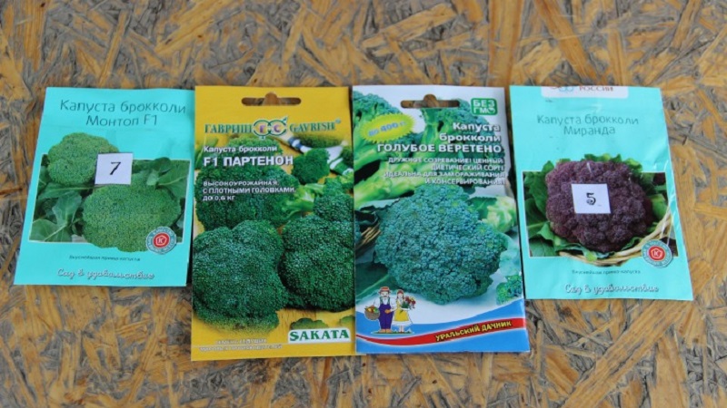 How to grow broccoli outdoors