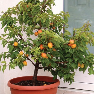 How to grow an apricot from a seed in a pot at home
