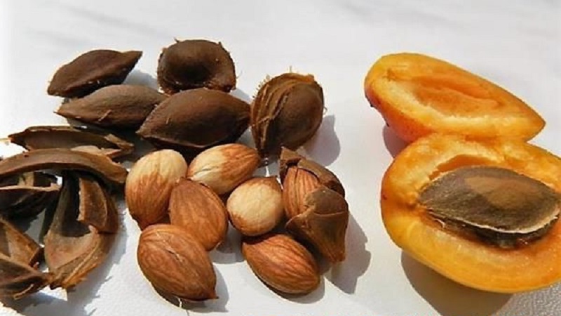 How to grow an apricot from a seed in a pot at home