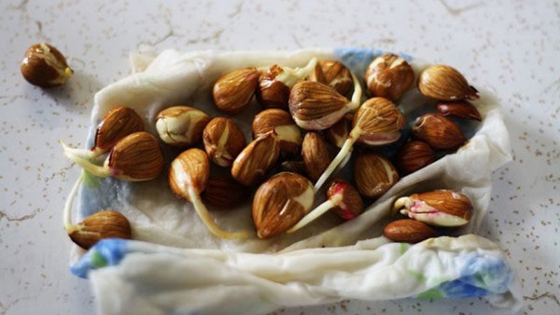 How to grow an apricot from a seed in a pot at home