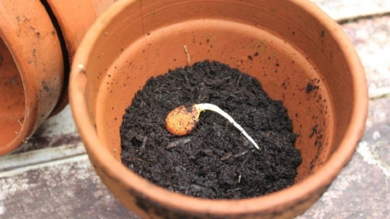 How to grow an apricot from a seed in a pot at home