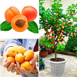 How to grow an apricot from a seed in a pot at home
