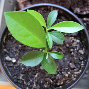 How to grow an apricot from a seed in a pot at home