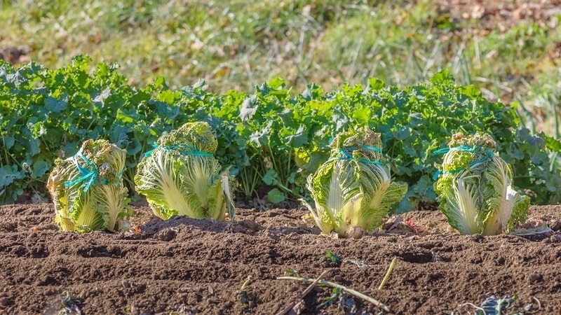 Chinese cabbage: description, photo, cultivation and storage