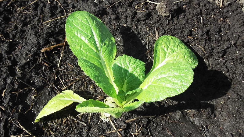 Chinese cabbage: description, photo, cultivation and storage