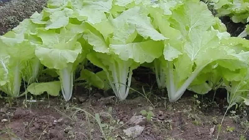 How to grow Chinese cabbage in the garden in the open field and at home
