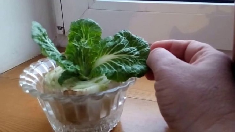 How to grow Chinese cabbage in the garden in the open field and at home
