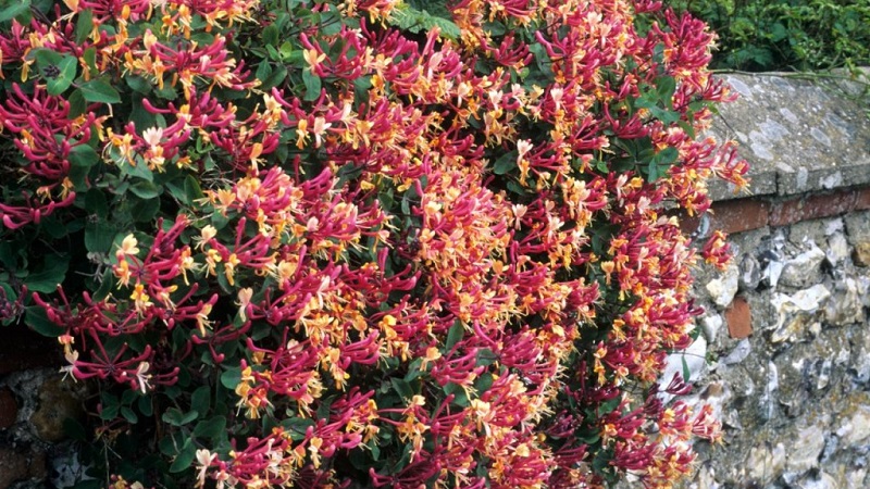 Honeysuckle and other varieties of decorative honeysuckle in landscape design