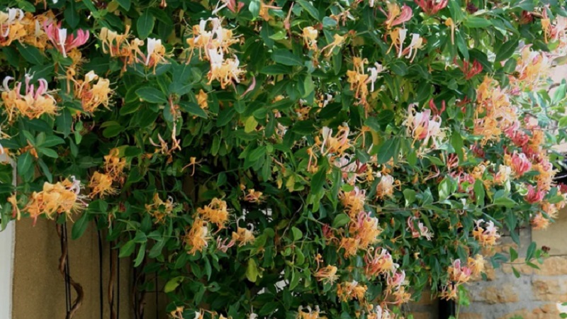 Honeysuckle and other varieties of decorative honeysuckle in landscape design