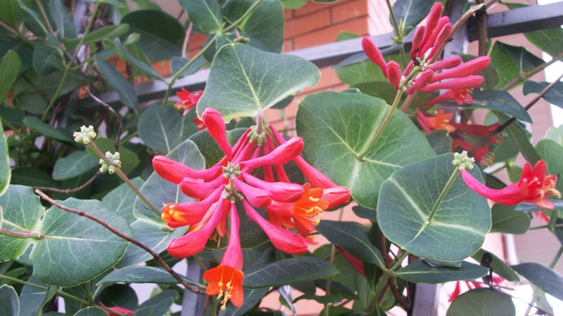 Honeysuckle and other varieties of decorative honeysuckle in landscape design