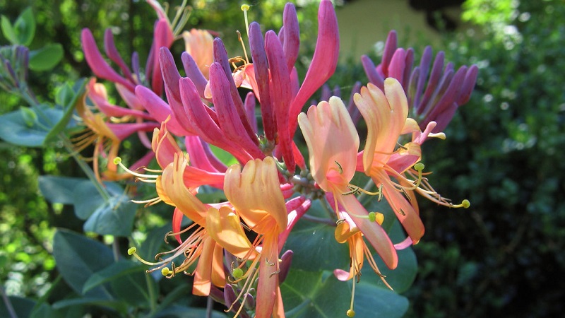 Honeysuckle and other varieties of decorative honeysuckle in landscape design