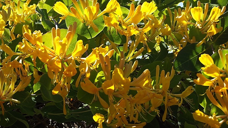 Honeysuckle and other varieties of decorative honeysuckle in landscape design