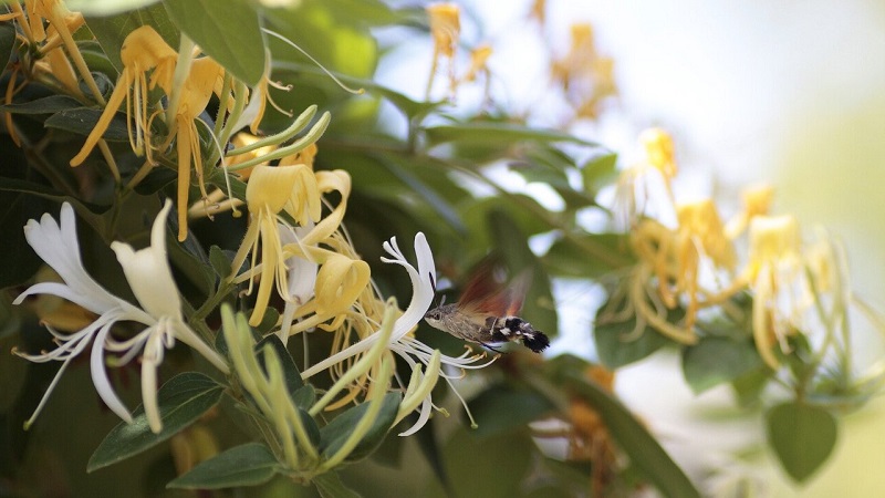 How to properly grow honeysuckle from berries: step by step instructions