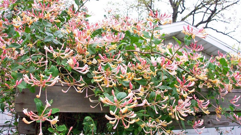 Honeysuckle and other varieties of decorative honeysuckle in landscape design