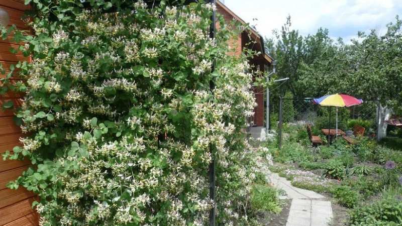 Honeysuckle and other varieties of decorative honeysuckle in landscape design