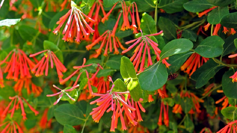 Honeysuckle and other varieties of decorative honeysuckle in landscape design