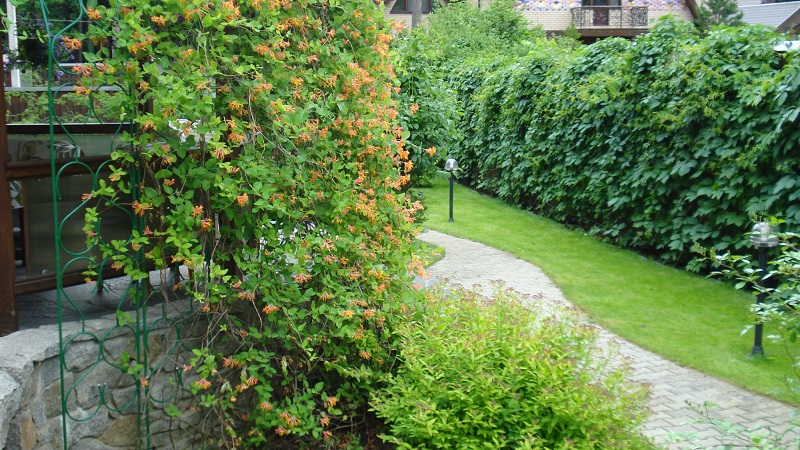 Honeysuckle and other varieties of decorative honeysuckle in landscape design
