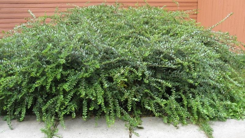 Honeysuckle and other varieties of decorative honeysuckle in landscape design