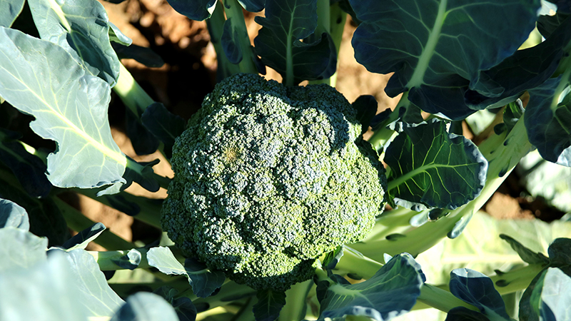 Composition, benefits and harms of broccoli cabbage