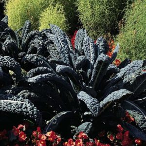 Italian black cabbage Tuscany