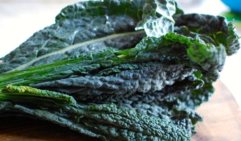 Italian black cabbage Tuscany