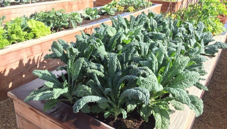 Italian black cabbage Tuscany