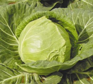 Early ripe unpretentious June cabbage variety