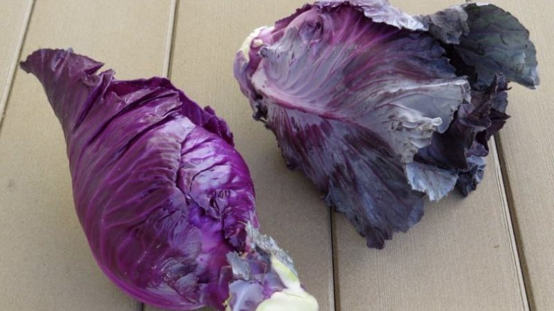 What is good about Kalibos cabbage, how to grow it and where to use it