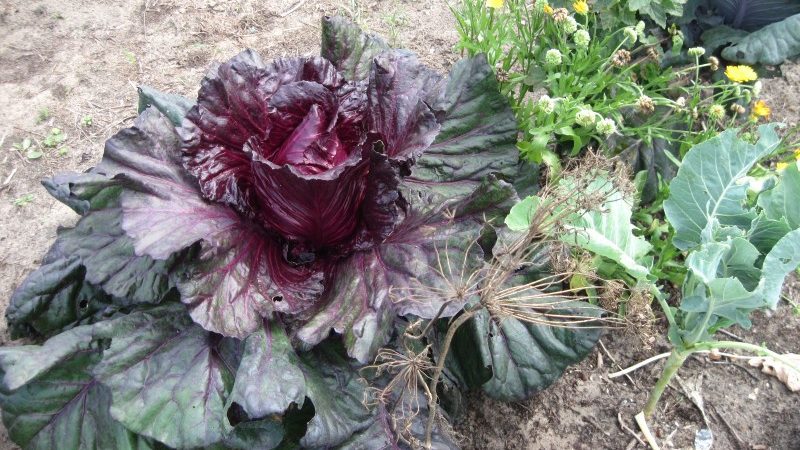 What is good about Kalibos cabbage, how to grow it and where to use it