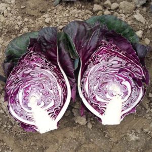 What is good about Kalibos cabbage, how to grow it and where to use it