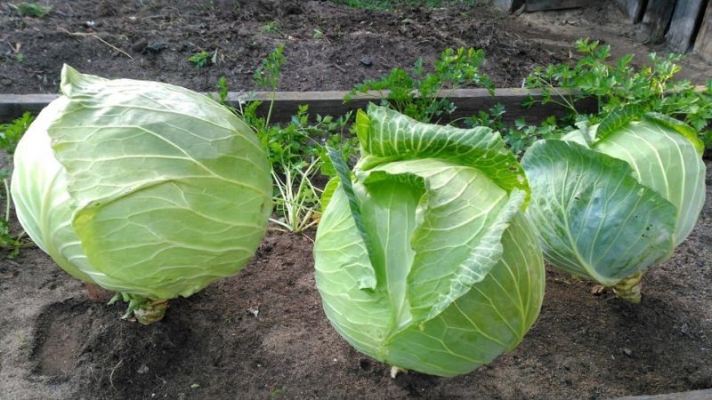 High-yielding medium-late hybrid of Megaton f1 cabbage with good keeping quality