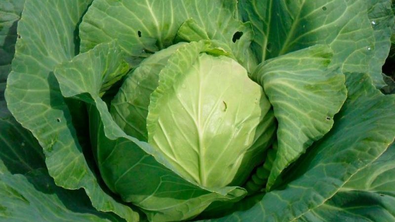 A universal mid-season cabbage variety Nadezhda