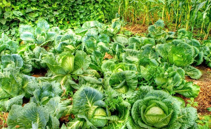 At what temperature does cabbage freeze