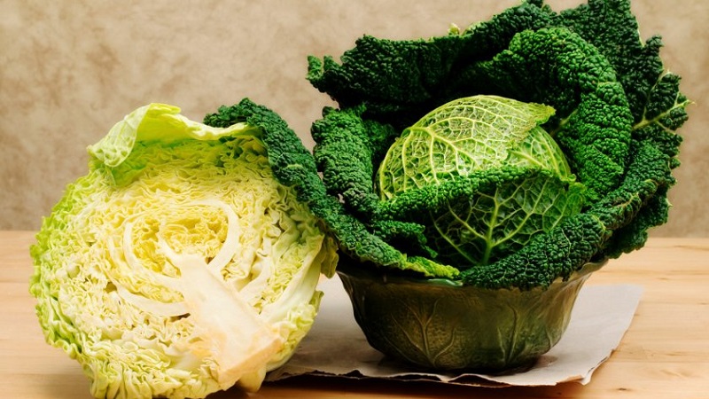 Benefits and harms, features of the use of savoy cabbage