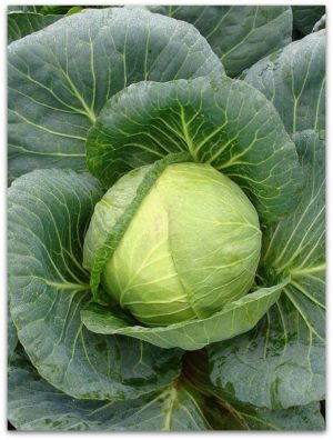 High-yielding cold-tolerant hybrid of Tobia f1 cabbage